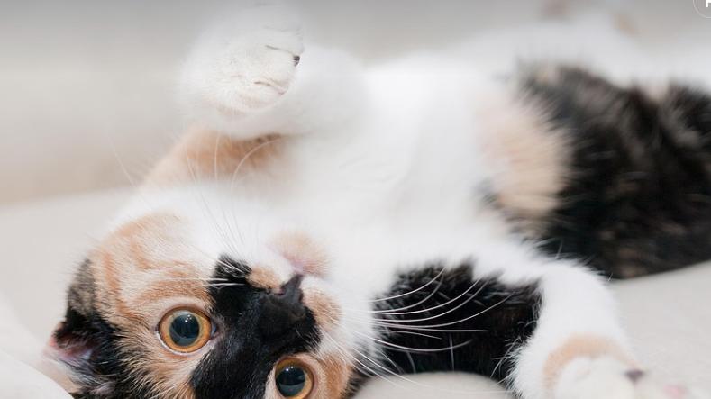 猫罐头哪个牌子好适合幼猫吃？2025性价比高的猫罐头测评！
