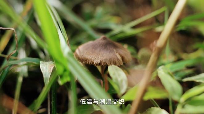 云南冬日寻菌记：江川江城菌香正浓