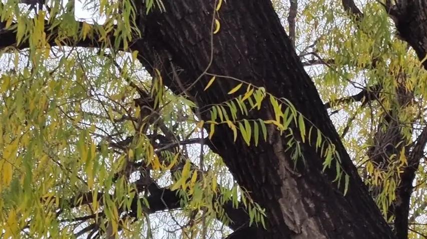 寒意来袭，萧萧落叶——大柳树诉说着时代的变迁