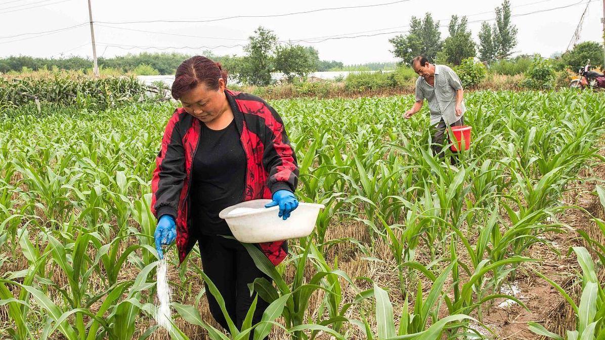 玉米种植必看：用哪种肥料更高产——三元素复合肥VS二铵