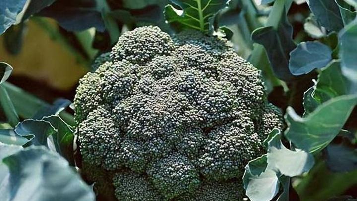 西兰花追肥宜早不宜迟，无人机喷洒省时省力，叶片油亮促增产