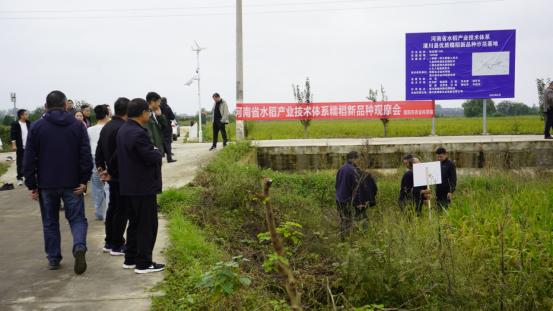 亩产1467斤！信阳农科院糯稻新品种刷新豫南麦茬直播纪录