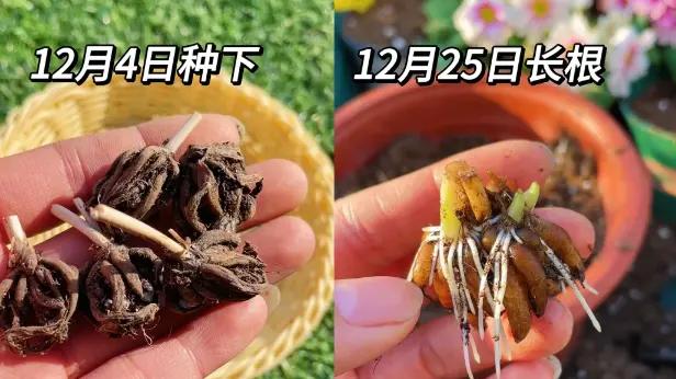 不怕冻的花毛茛，俗称“洋牡丹”，零下10度冻不死，开花也很美