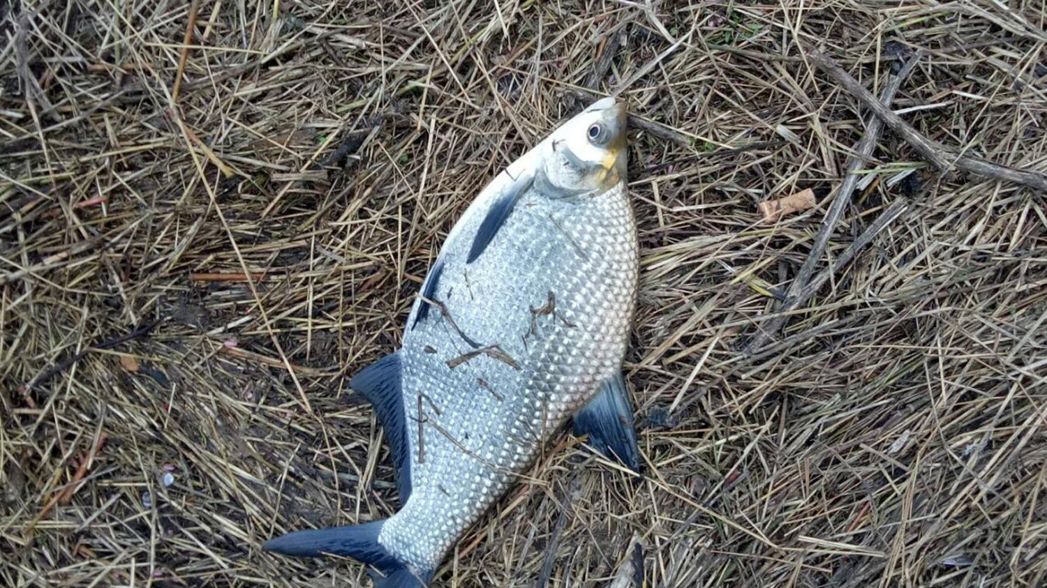 分享冬季钓鳊鱼的4个实用技巧