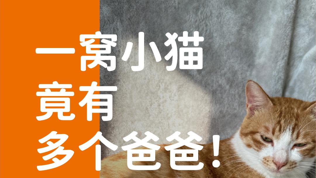 象乡宠物食品 | 一窝小猫竟有多个爸爸！