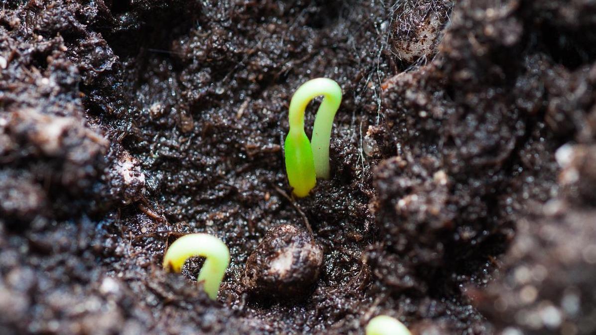 到底哪些菜种要浸种，哪些可以干籽直播？让我告诉你