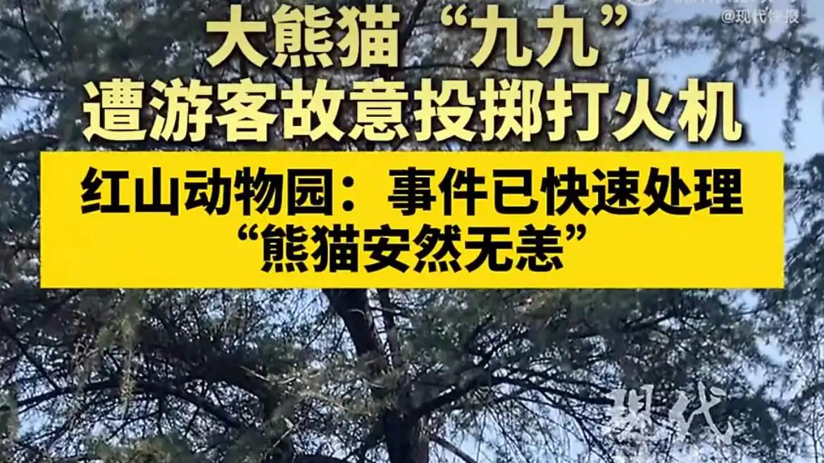 惊！大熊猫竟遭游客投掷打火机，这样的行为必须制止！