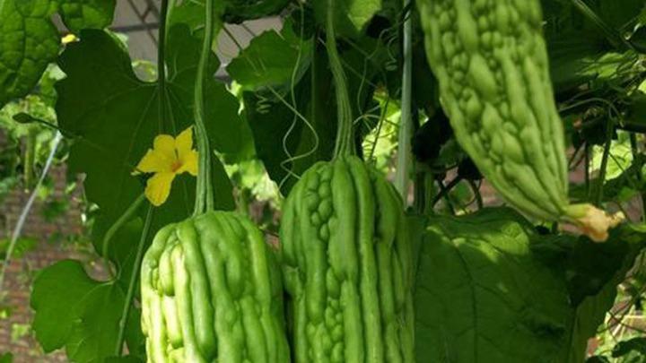 土壤微生物群落调控技术，蓟马生物防治方法，西藏高原苦瓜种植案例