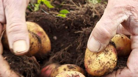 春天露地种植土豆，掌握这10个关键步骤，结出的土豆又多又饱满