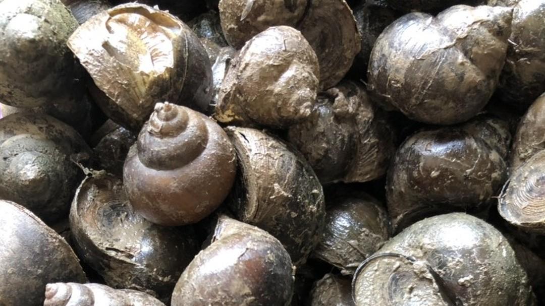 新手养田螺，不学习先进技术！学习新技术产量大飞跃