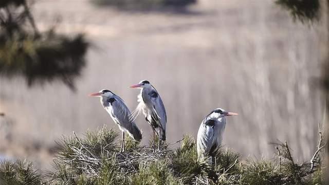 【文化旅游】生态鹭绘就幸福图 ——方山县积翠镇刘家庄村的乡村旅游实践