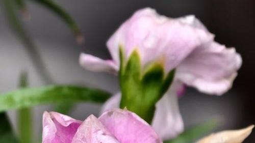 石竹抗倒伏支架系统，江南水乡台风季节，屋顶花园防风设计，茎秆粗度对比