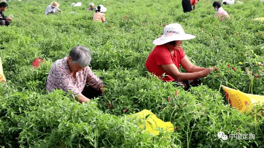 辣椒西红柿种植难题：卷叶、黄叶、坐果少？教你实用解决方法！