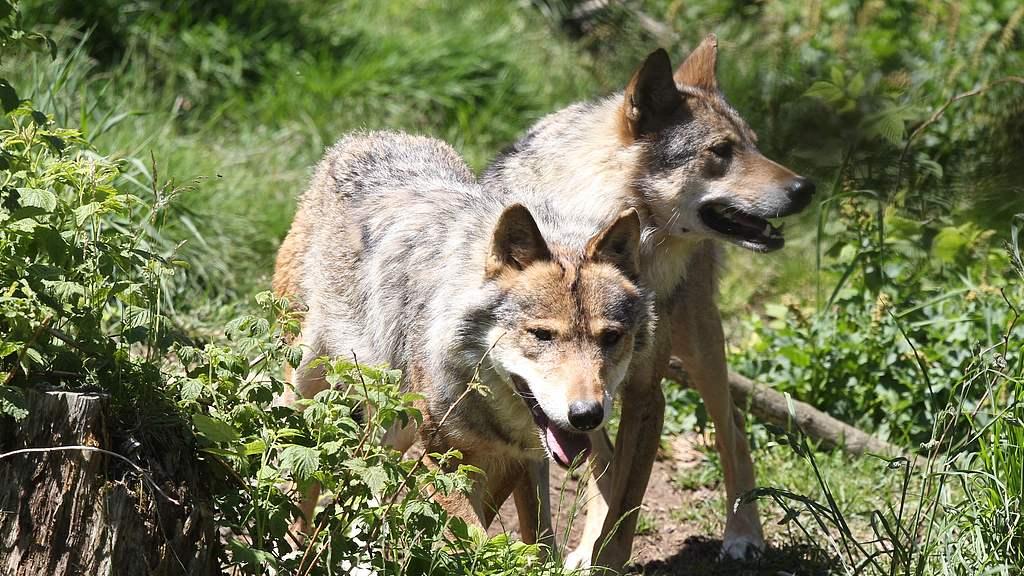 灰狼：协同狩猎的社会结构解码