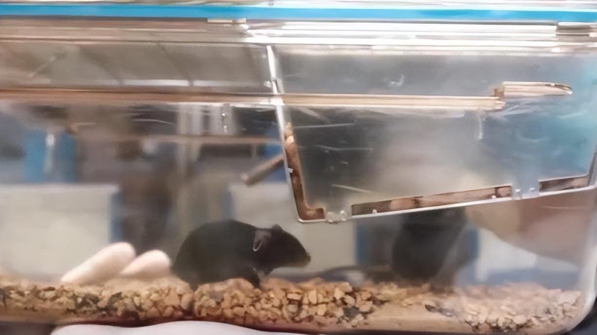 意外之喜！“航天鼠”待了14天安全返回，意外滞留反让其价值倍增