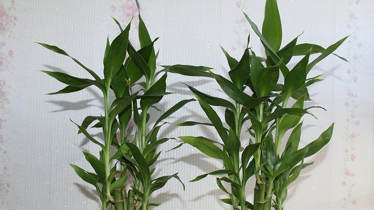 富贵竹叶子蔫了？五个常见原因和解决方法详解