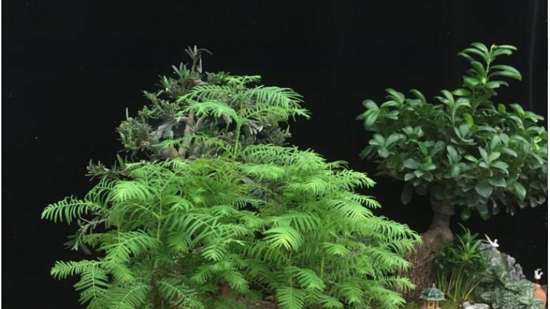 揭秘水杉盆景的养殖之道：从土壤选择到修剪造型，助你打造 miniature 活化石