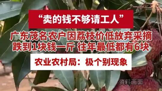 荔枝烂枝头，甜蜜成负担