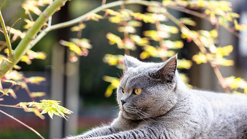 家猫的十个“小动作”——读懂它们的情绪密码