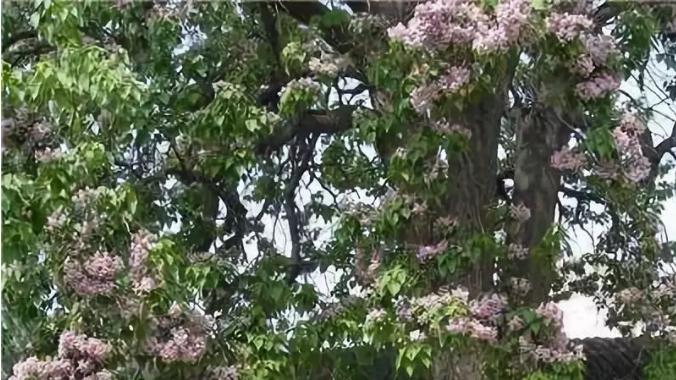 黛眉之楸（诗歌）