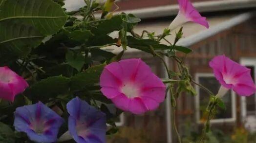 牵牛花 | 顾世如