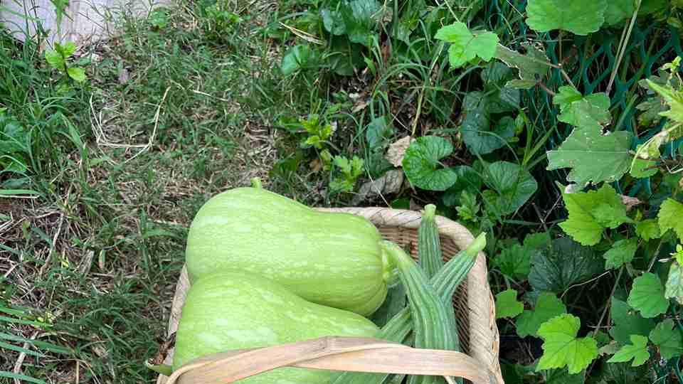 丝瓜大棚授粉技术研究，熊蜂引入操作规范探讨，设施农业案例数据分析