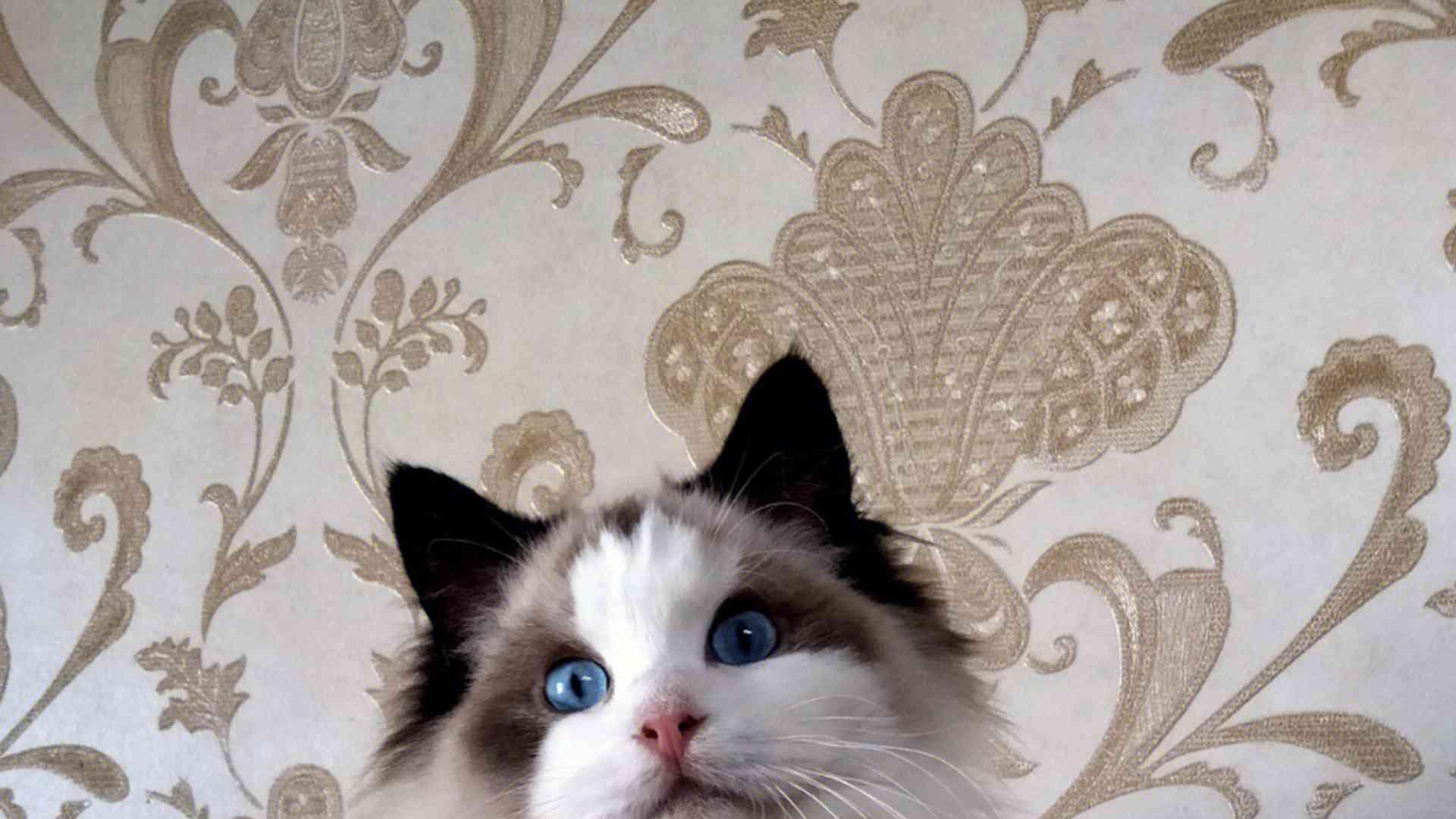 亲子关系培养，三个月追踪，家庭繁育，布偶猫性格训练