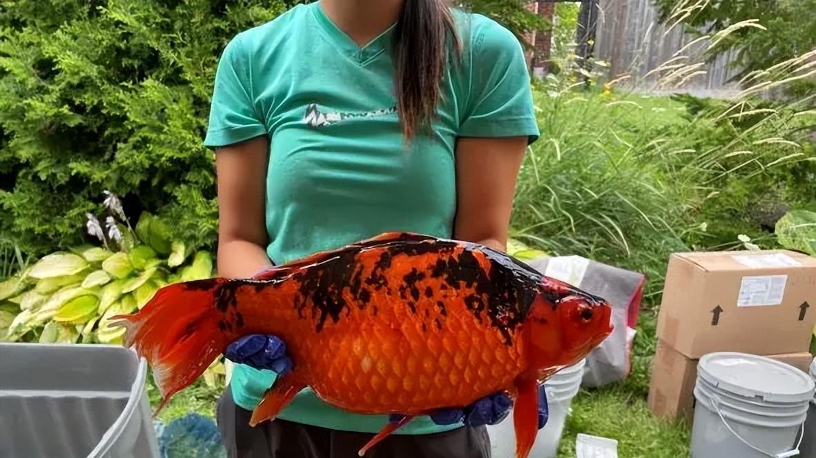 宠物金鱼正在北美泛滥，它们成群结队，在五大湖制造“金鱼蝗灾”