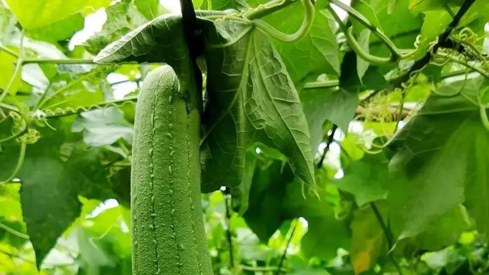 丝瓜虫害叶片穿孔防治，防虫网目数选择技巧，7天有机种植防控方案