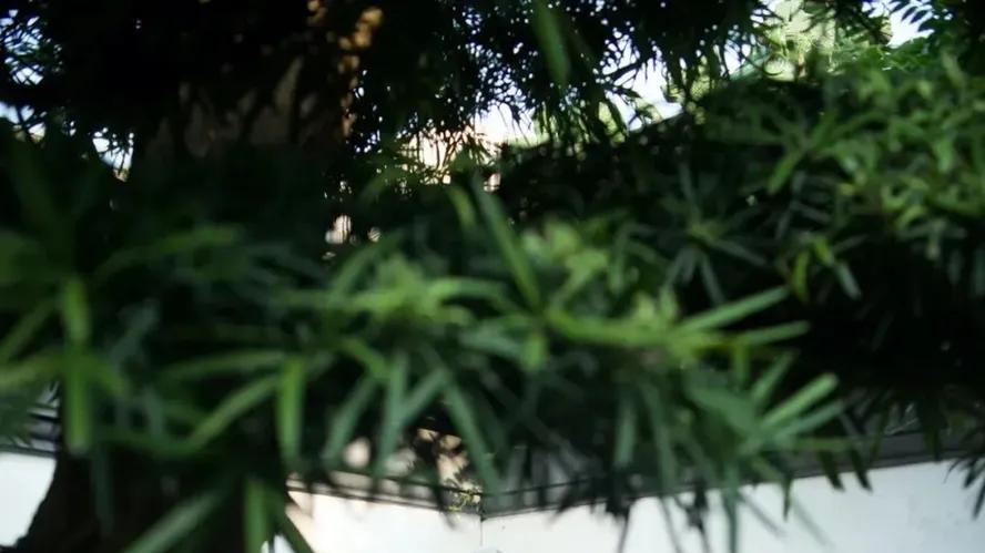 中年人为什么对院子，那么执着？