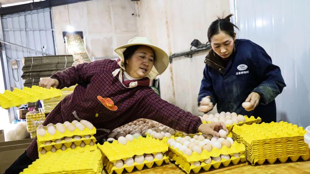 贵州威宁：炉山5.5万羽蛋鸡养殖铺就致富路