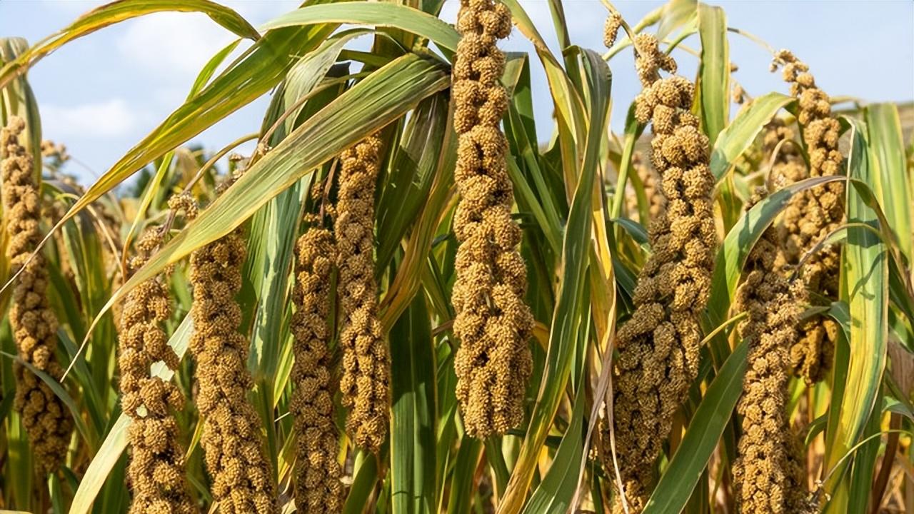 黄土与谷子的共生：兴县晋谷 21 号的原生态风味溯源