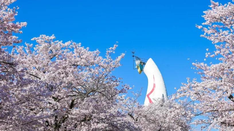 樱花即将满开！东京、大阪赏樱的好去处