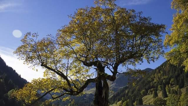 我知道很多树的事