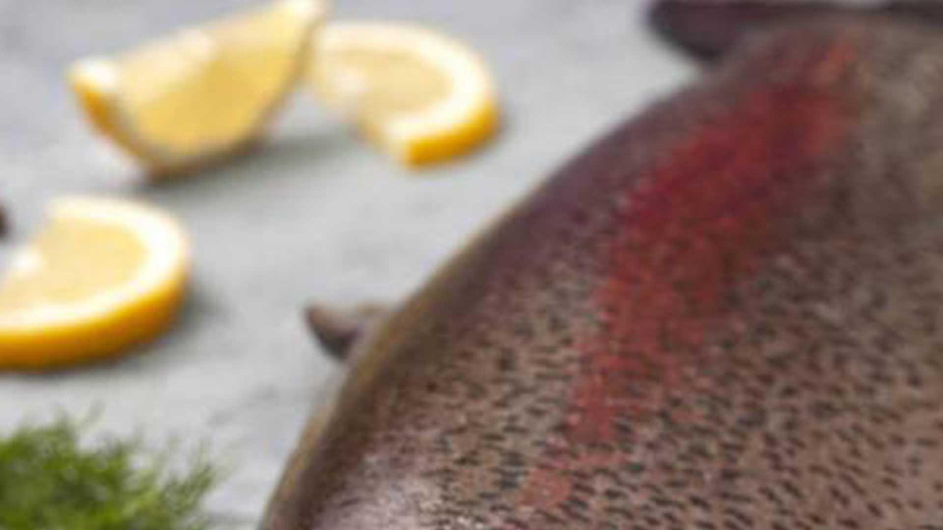 光照色温调节，四十天性成熟，室内渔场，虹鳟鱼繁殖