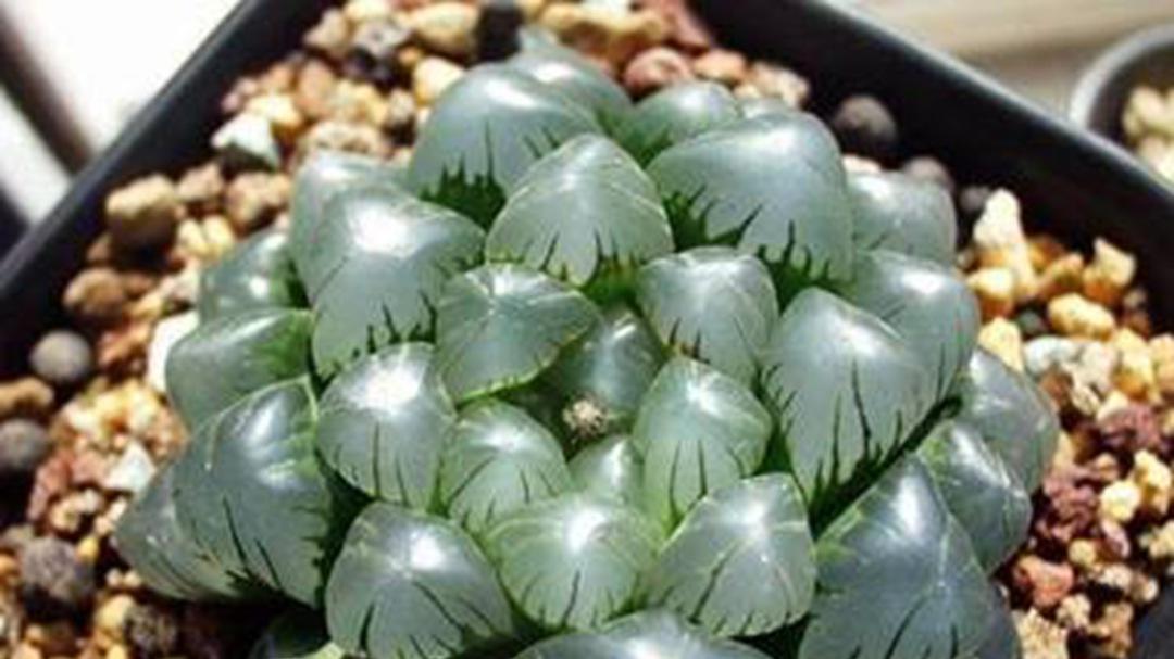 玉露分株需耐心等待，六十天后再分盆，东北暖气养殖注意间距