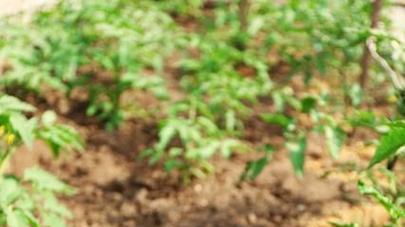 大棚番茄低温僵苗