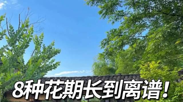 5月养花，建议试试这8种，一开就是大半年，花苞多到数不清！