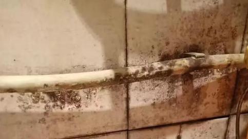 告别黑霉斑！家庭除霉剂强效 / 温和款推荐，新手也会用