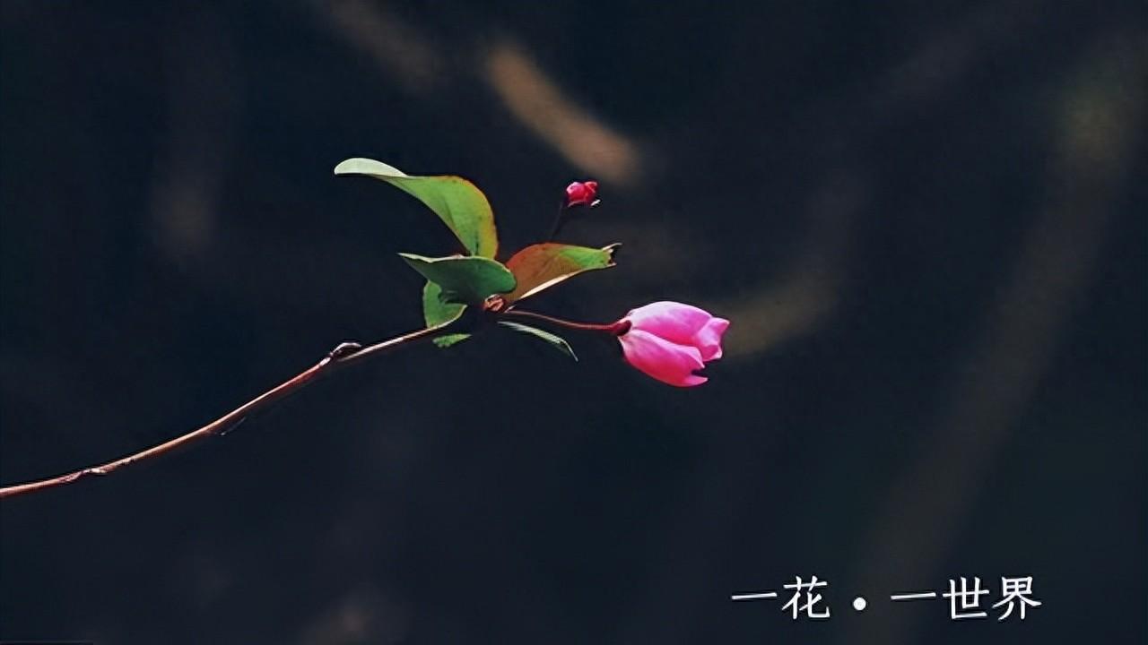 A股铁律：“阳线包着阴线跑，买入机会真是好”，写给亏钱散户