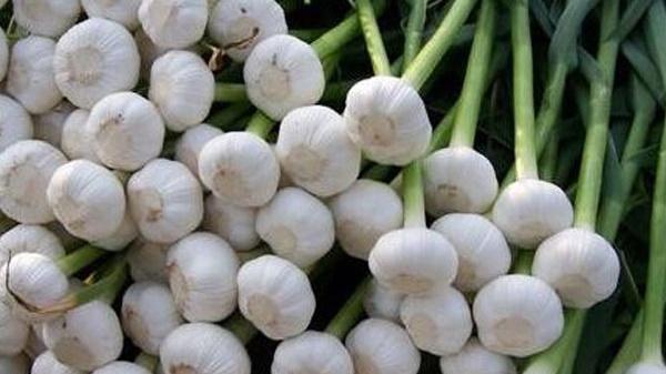 大蒜机械化播种，日作业百亩效率，华北平原示范基地，漏播率矫正系统