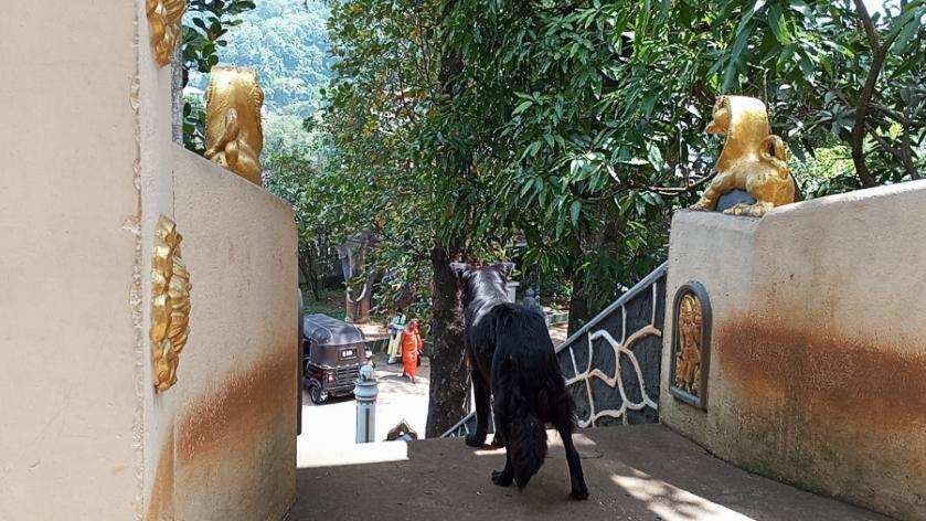 全世界都在说中国话，红尘之外的僧人也不例外