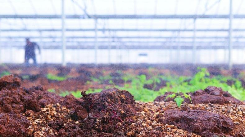 白露后种小白菜，想产量提高50%以上？试试这3个施肥诀窍！