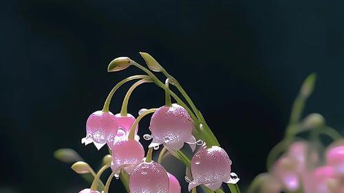 女人桃花运旺盛究竟是好是坏 桃花劫福祸相依