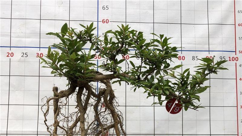 从山野到案头：水杨梅盆景栽培与养护指南