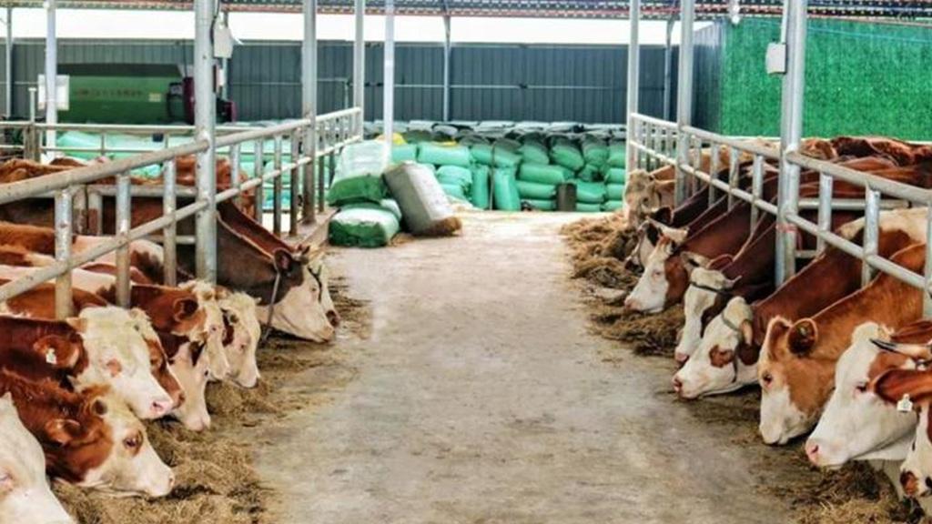 山区家养牛养殖效益高，耐旱棚舍搭建有妙招，饲料储存防潮是关键