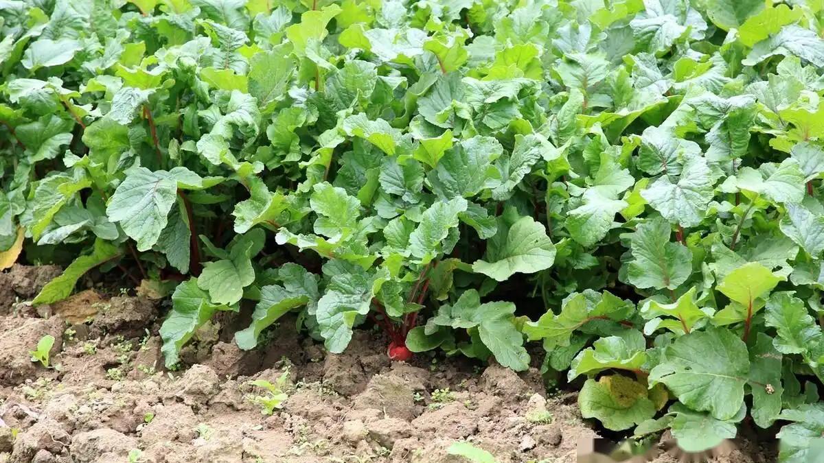 韭菜、芹菜、萝卜施肥指南：避免烂根和口感变差的错误做法