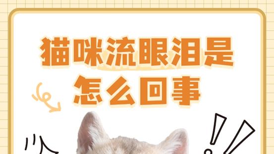 猫咪流眼泪是怎么回事？这3大原因及应对方法速看