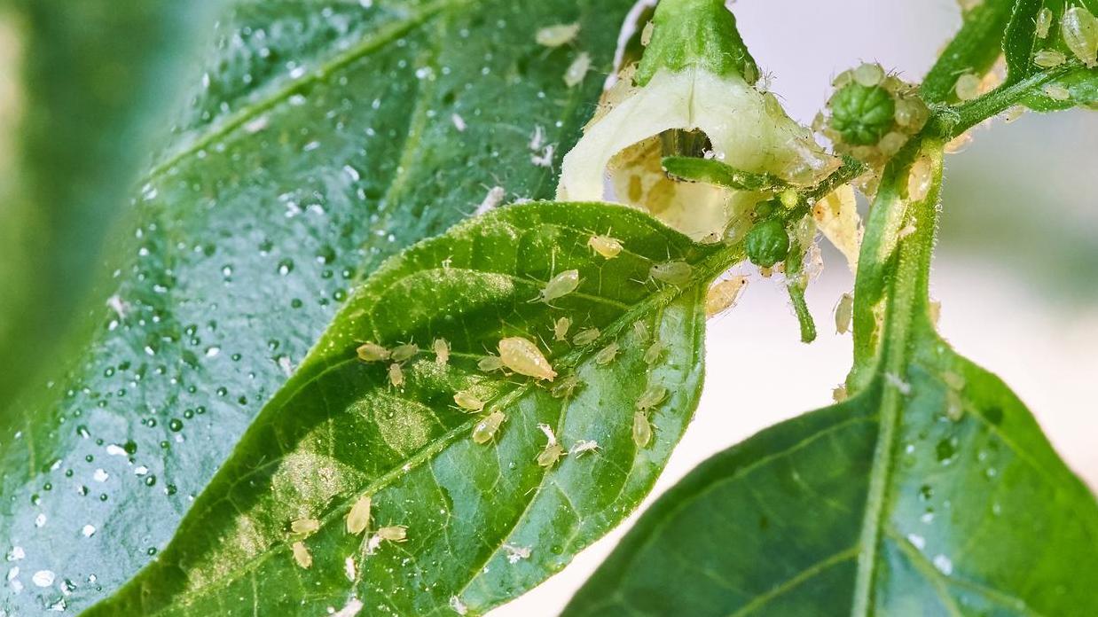 如何挑选和种植各种桂花盆栽？