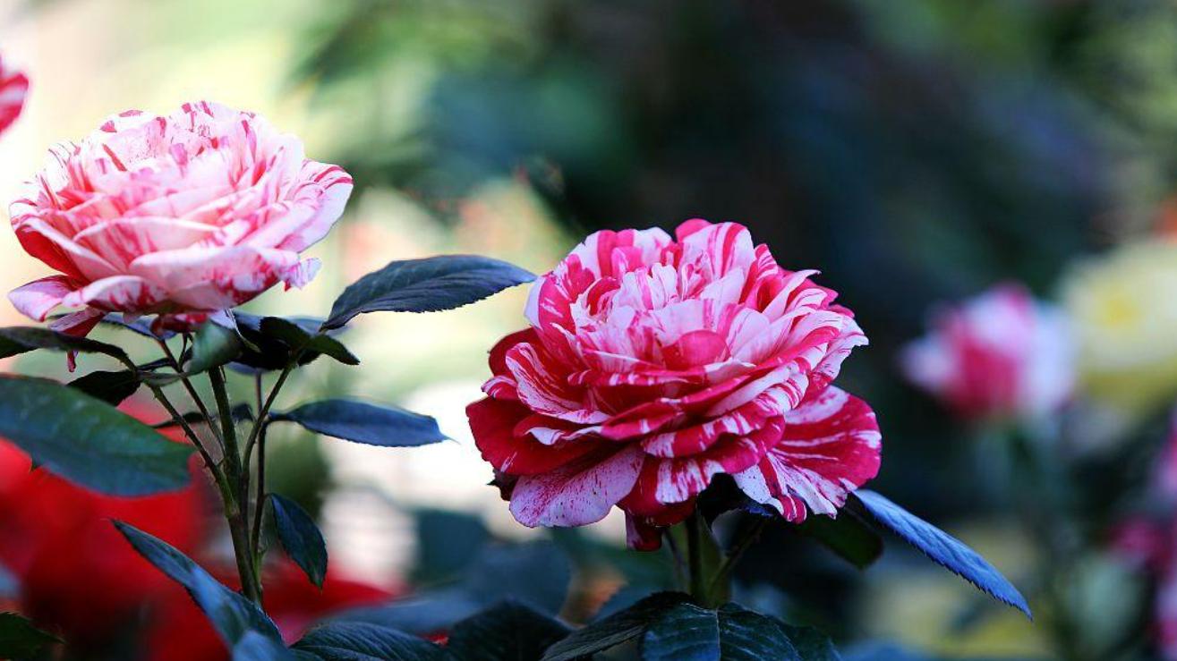 离婚后，前夫成了好爸爸，却放弃了爱我的女儿